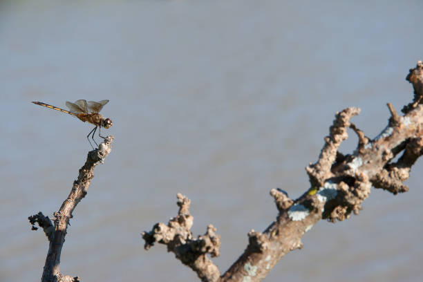 libellule. - 7947 photos et images de collection