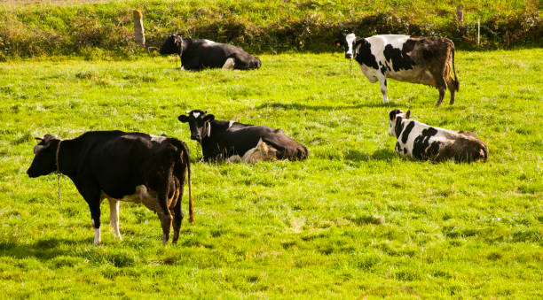 istock Group of Holstein cows on green meadow. 1262964584