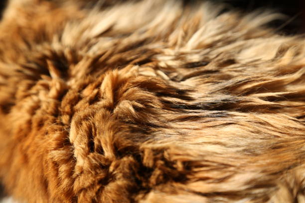 istock A close up shot of cat fur. 1262964920
