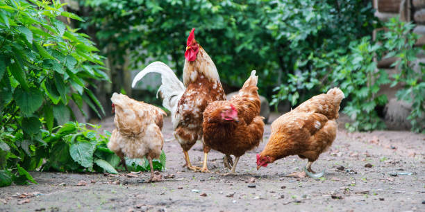 istock hens with brown feathers surround white rooster on farmyard 1262968100
