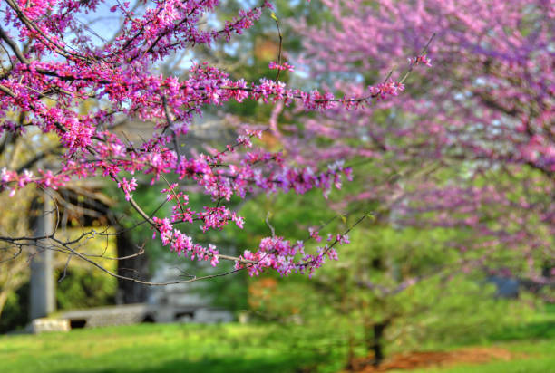 istock Redbud tree with old cabin in background-Missouri 1262968111
