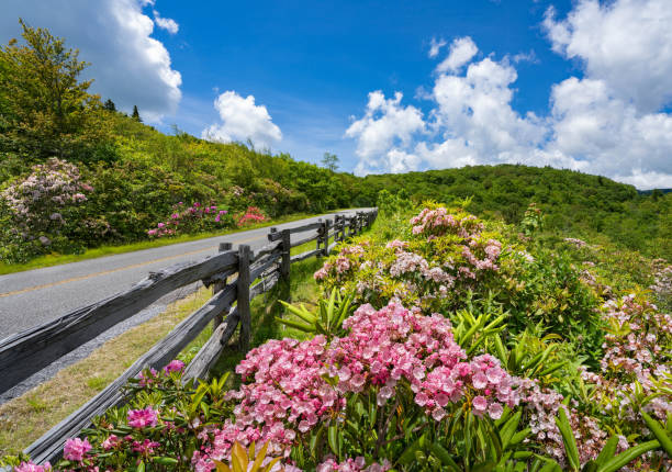 Highway in the mountains on summer day. Flowers blooming along Blue Ridge Parkway. Summer mountain  scenery. Near Asheville, North Carolina, USA. blue ridge parkway stock pictures, royalty-free photos & images