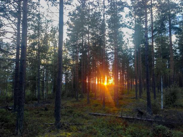 istock The Nordic Forest Sunset 1262971702
