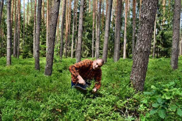 istock Picking blueberries with a special comb in the forest 1262973234
