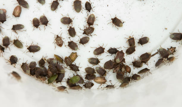 istock Swarm of stink bugs 1262973339