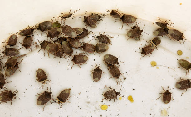 istock Invasion of stink bugs 1262973407