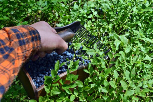 istock Man is picking blueberries with a special comb 1262973474