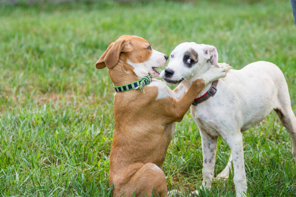 istock Puppy love 1262975353