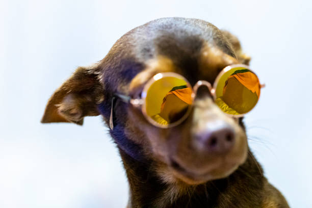 istock Dog wearing sunglasses on white background 1262975390
