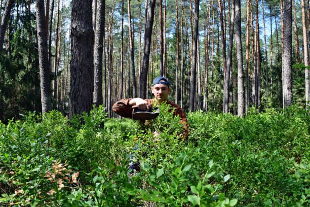 istock Picking blueberries with a special comb in the forest 1262975391
