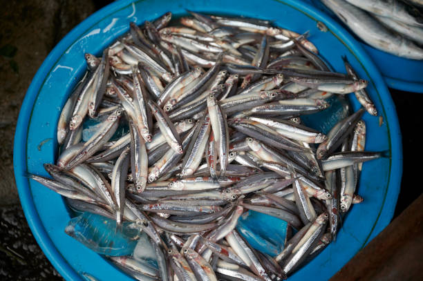 istock Fresh fish in an ice bowl 1262975410