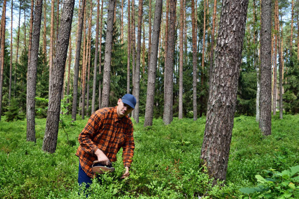 istock Picking blueberries with a special comb in the forest 1262975644