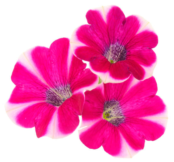 istock Bouquet of flowers sulfinia. 1262979281