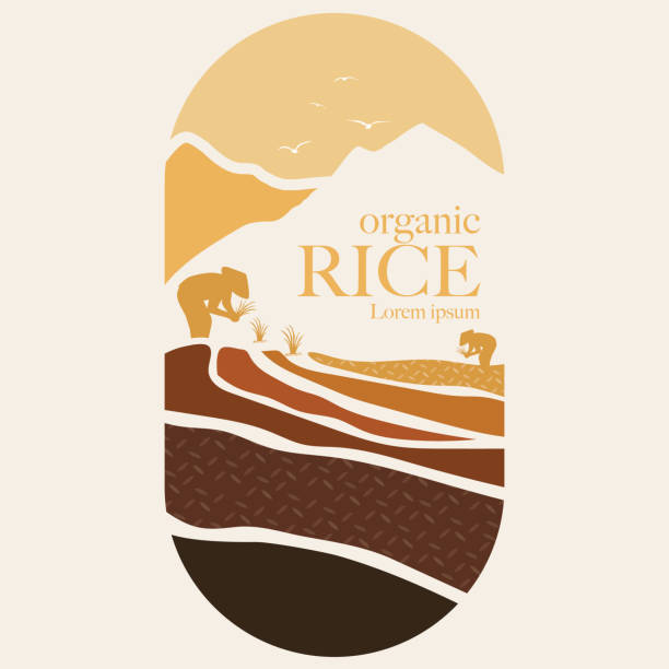 paddy rice premium organic paddy rice premium organic paddy rice premium organic natural product banner logo vector design insignia healthy eating gold nature stock illustrations