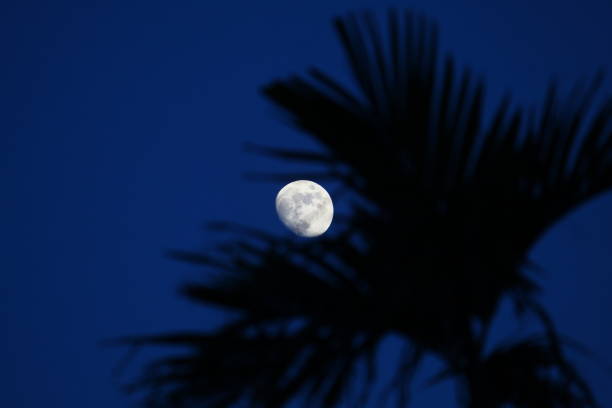 istock moon on top of a palm tree 1262984394