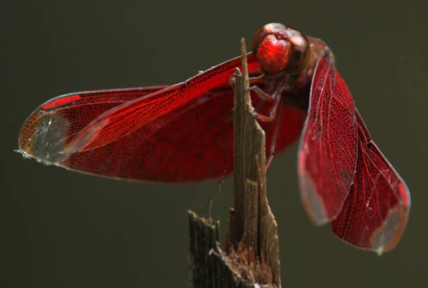 istock Picture of a red dragonfly 1262985828