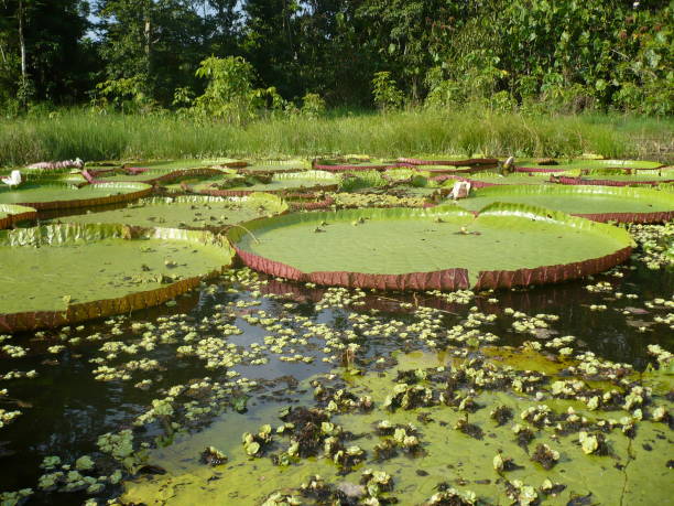 istock Giant leaves on the Amazon river with green forest in the background. 1262985915