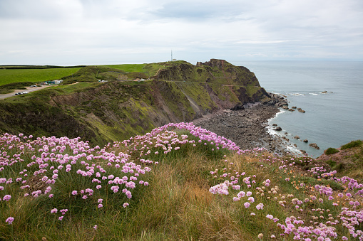 Sea thrift Armeria maritima blooming at Devon's coast near Hartland Point
