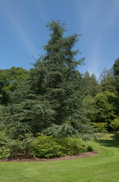 Summer Foliage of an Evergreen Coniferous Blue Atlas Cedar Tree (Cedrus atlantica 'Glauca') Growing in a Garden in Rural Devon, England, UK stock photo