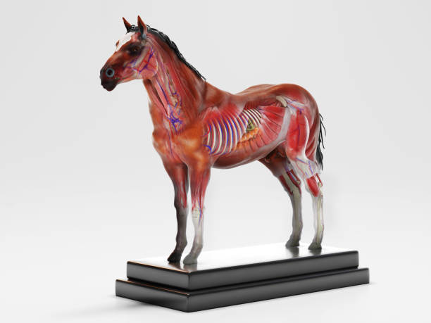 istock Horse anatomy cross section 1262986423