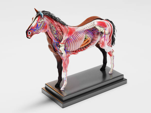 istock Horse anatomy cross section 1262986425