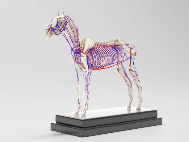 istock Horse skeleton with veins 1262986428