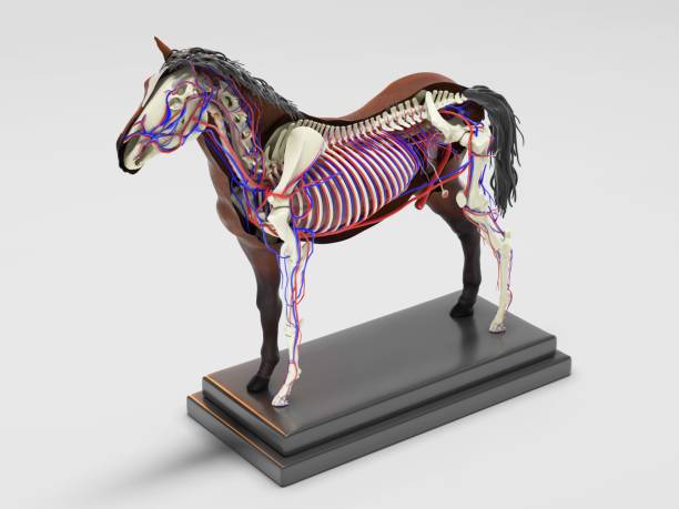 istock Horse anatomy cross section 1262986433