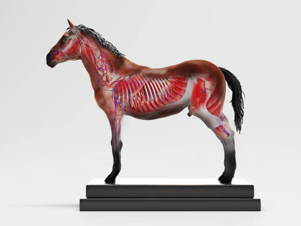 istock Horse anatomy cross section 1262986436