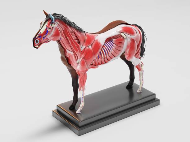 istock Horse anatomy cross section 1262986439