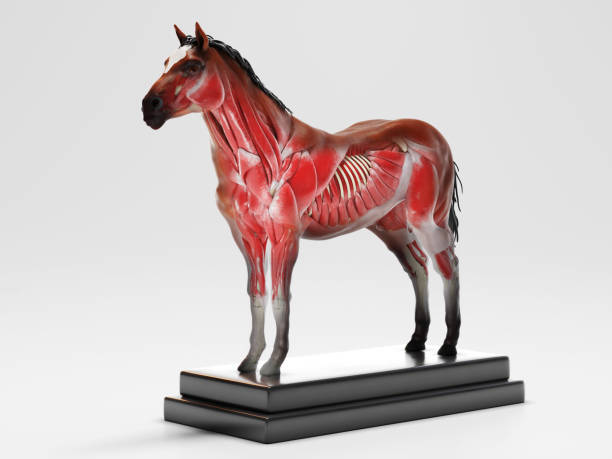 istock Horse anatomy cross section 1262986464