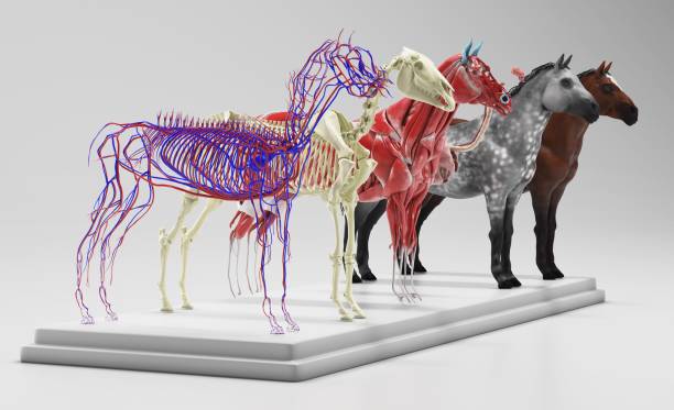 pferdeanatomie-teile auf einem podium verteilt - horse animal skeleton anatomy animal stock-fotos und bilder