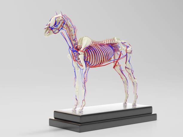 istock Horse skeleton with organs and veins 1262986468