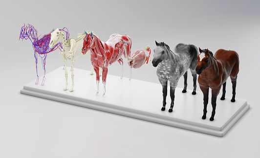 3d render of horse anatomy parts distributed on a podium on a white background