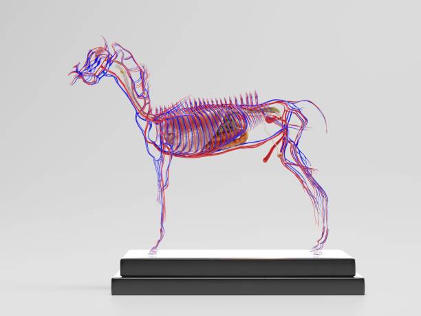 istock Stand alone horse arteries 1262986484