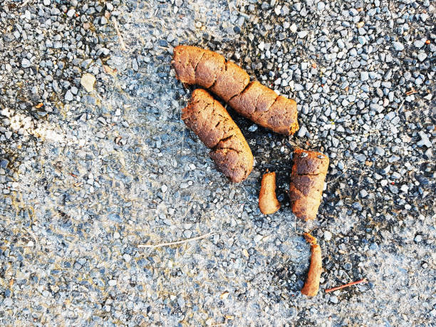istock Dog poo on a grungy sidewalk 1262987266