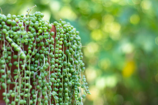 String of pearls succulent plant