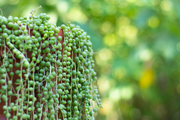 string of pearls succulent plant - idealist imagens e fotografias de stock