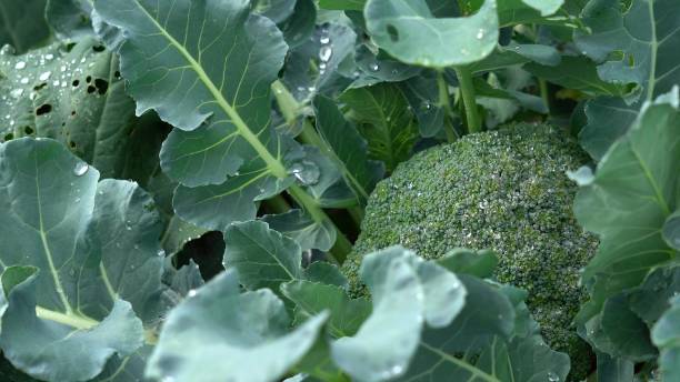 istock Cauliflower plant with young cauliflower head. Brassica oleracea 1262990697