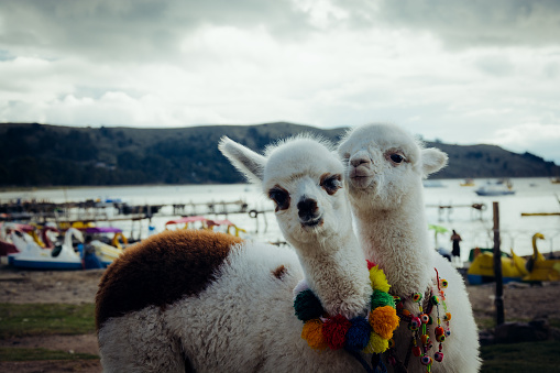 Two cute baby alpacas in the coast of Titicaca Lake, Copacabana. Bolivia