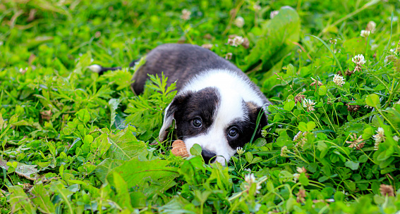 Puppy Welsh Corgi cardigan is lying on the grass. A pet. A beautiful thoroughbred dog. The concept of the artwork for printed materials. Article about dogs. A small puppy on a walk . Corgi dog. Black and white color of the dog