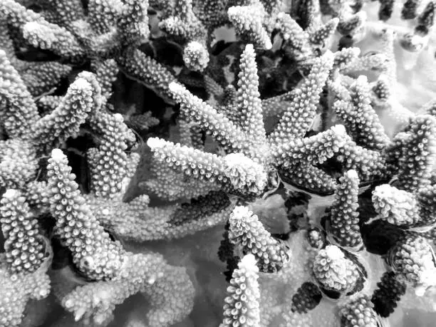 Monochrome close-up of Staghorn corals exposed above the sea surface during an extreme ebb tide at KaNyaka Island, Southern Mozambique