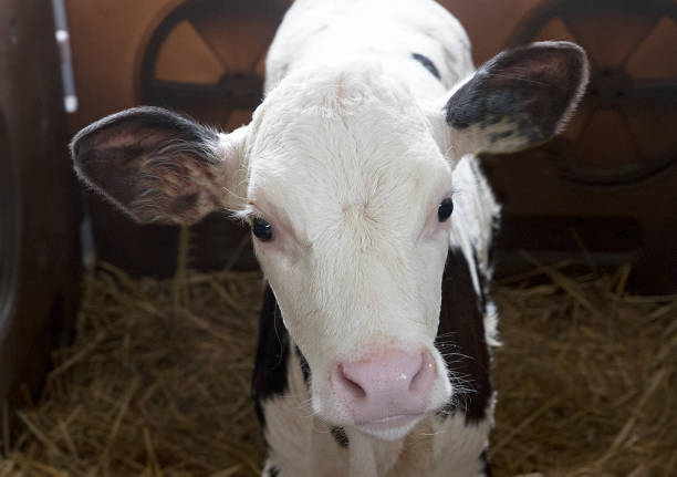 istock Little cute calf. With large, trusting eyes and long eyelashes. 1262991921