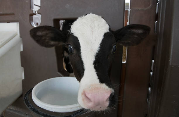 istock Little cute calf. With large, trusting eyes and long eyelashes. 1262991923