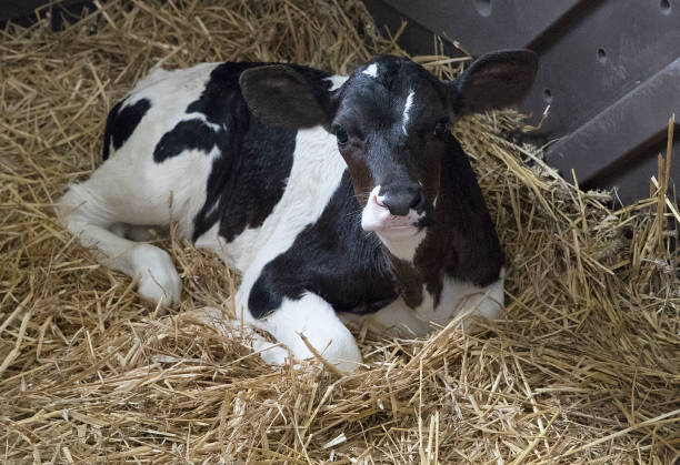 istock Little cute calf. With large, trusting eyes and long eyelashes. 1262991925