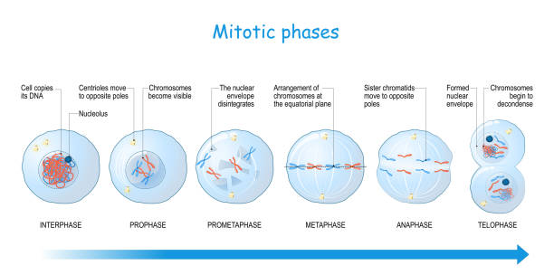 stadia mitozy. podziału komórek. - mitoma stock illustrations