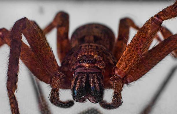 fotografia macro di un grande ragno cacciatore catturato nella camera da letto dei miei figli sul muro di sydney in australia - 4818 foto e immagini stock