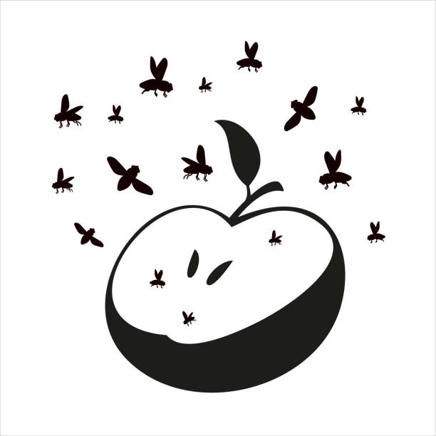 Flies or midges fly over the apple. Flies or midges fly over the apple. Silhouette. Flies in flight. fly insect stock illustrations