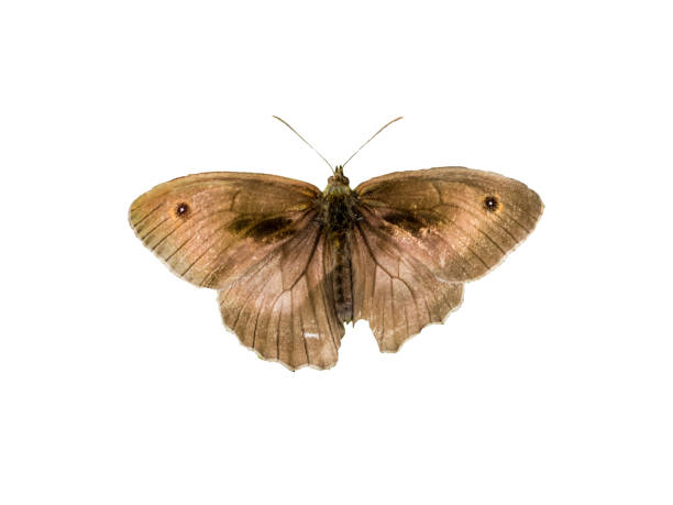 istock small heath butterfly Coenonympha pamphilus isolated on white background 1262996259