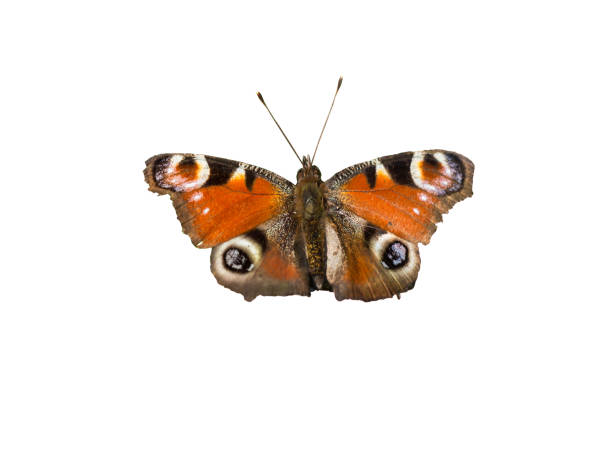 istock peacock butterfly Inachis io butterfly on white background 1262996260
