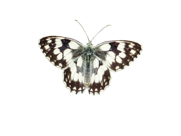 Beautiful Butterfly